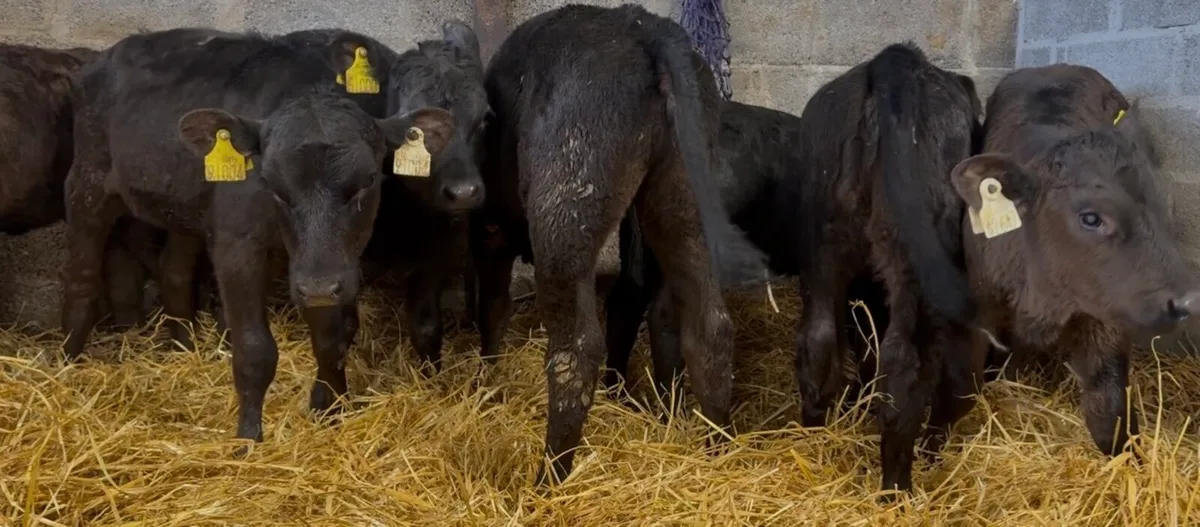 7 smashing AA heifers - Image 3