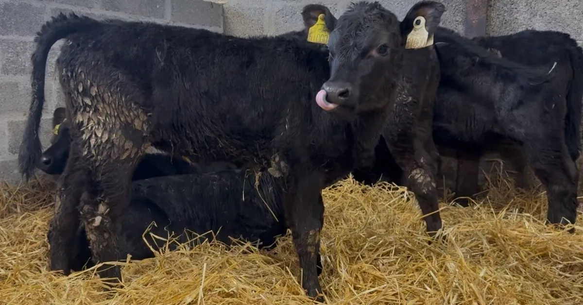 7 smashing AA heifers - Image 4