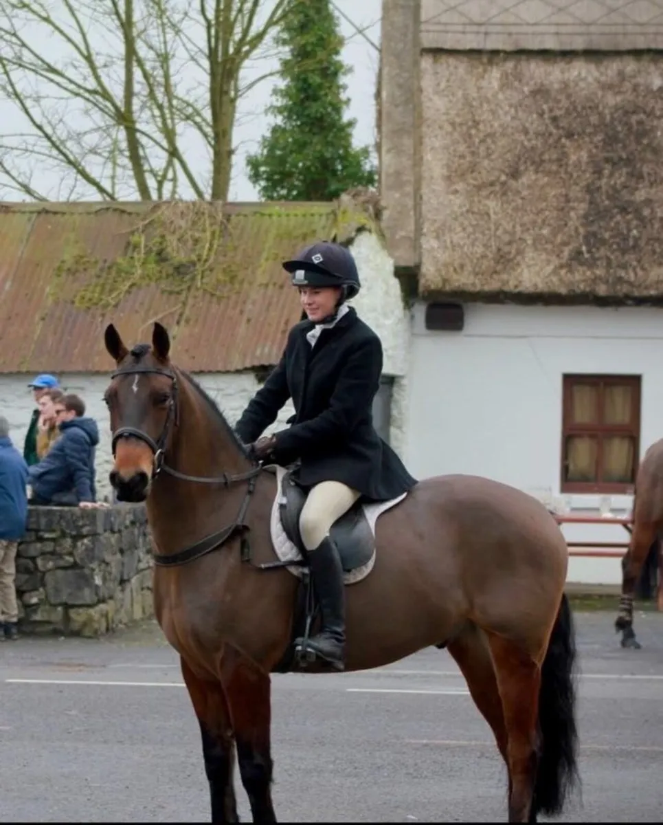 5yo Connemara gelding - Image 1