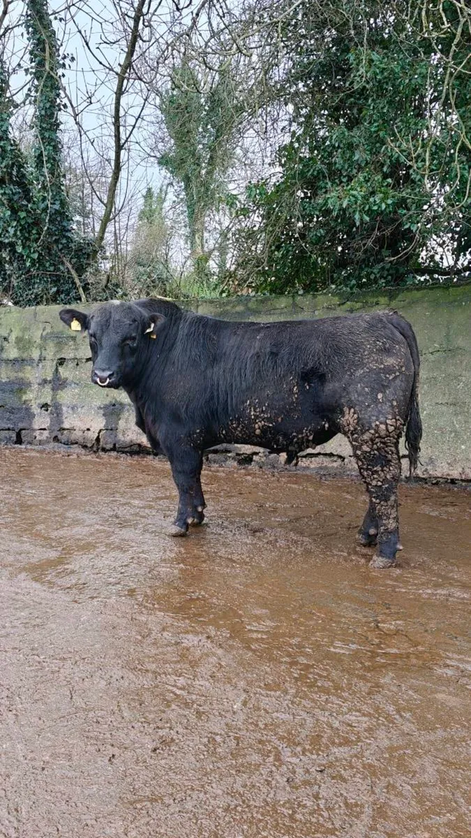 Angus bulls - Image 1