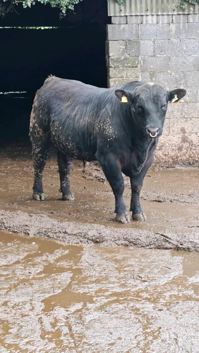 Rawburn poncho bull - Image 3