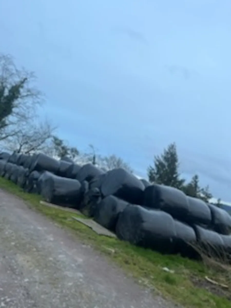 Silage bales for sale - Image 2