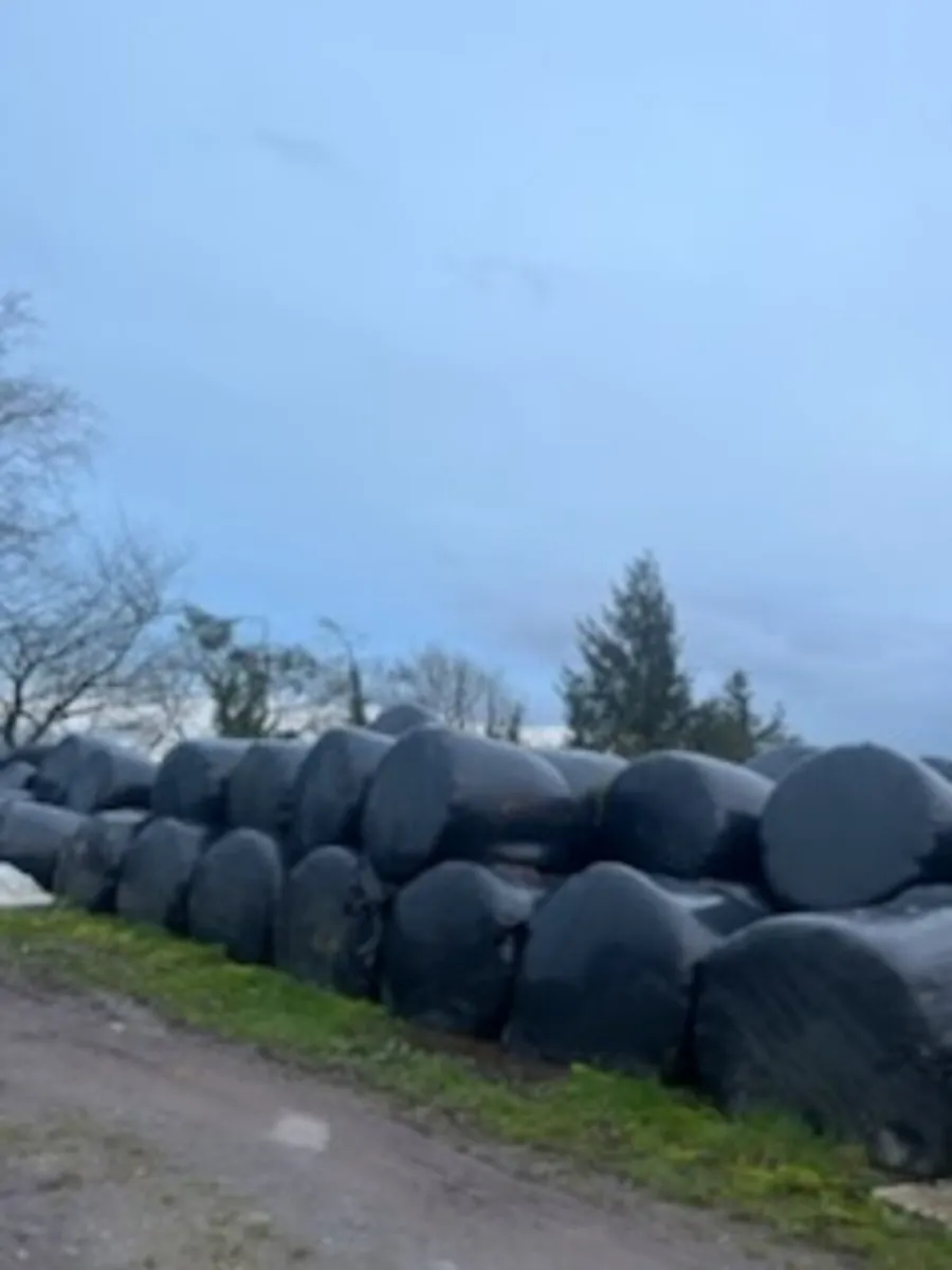Silage bales for sale - Image 3