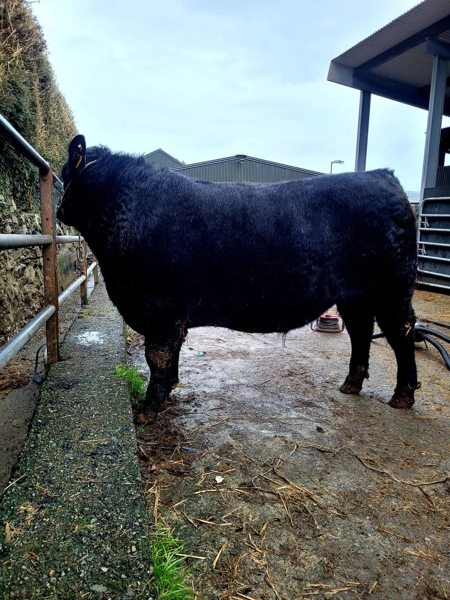 Pedigree Angus and Hereford Bulls - Image 1