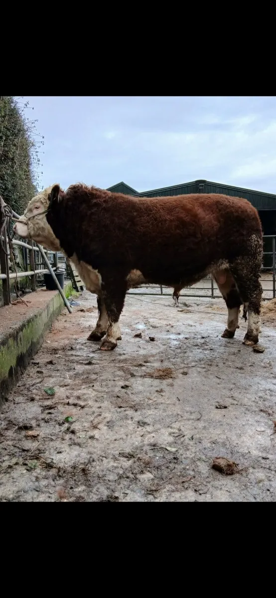 Pedigree Angus and Hereford Bulls - Image 2