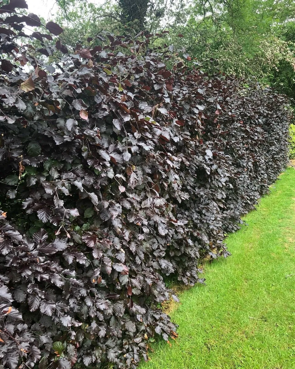 Beech Hedging - Image 1