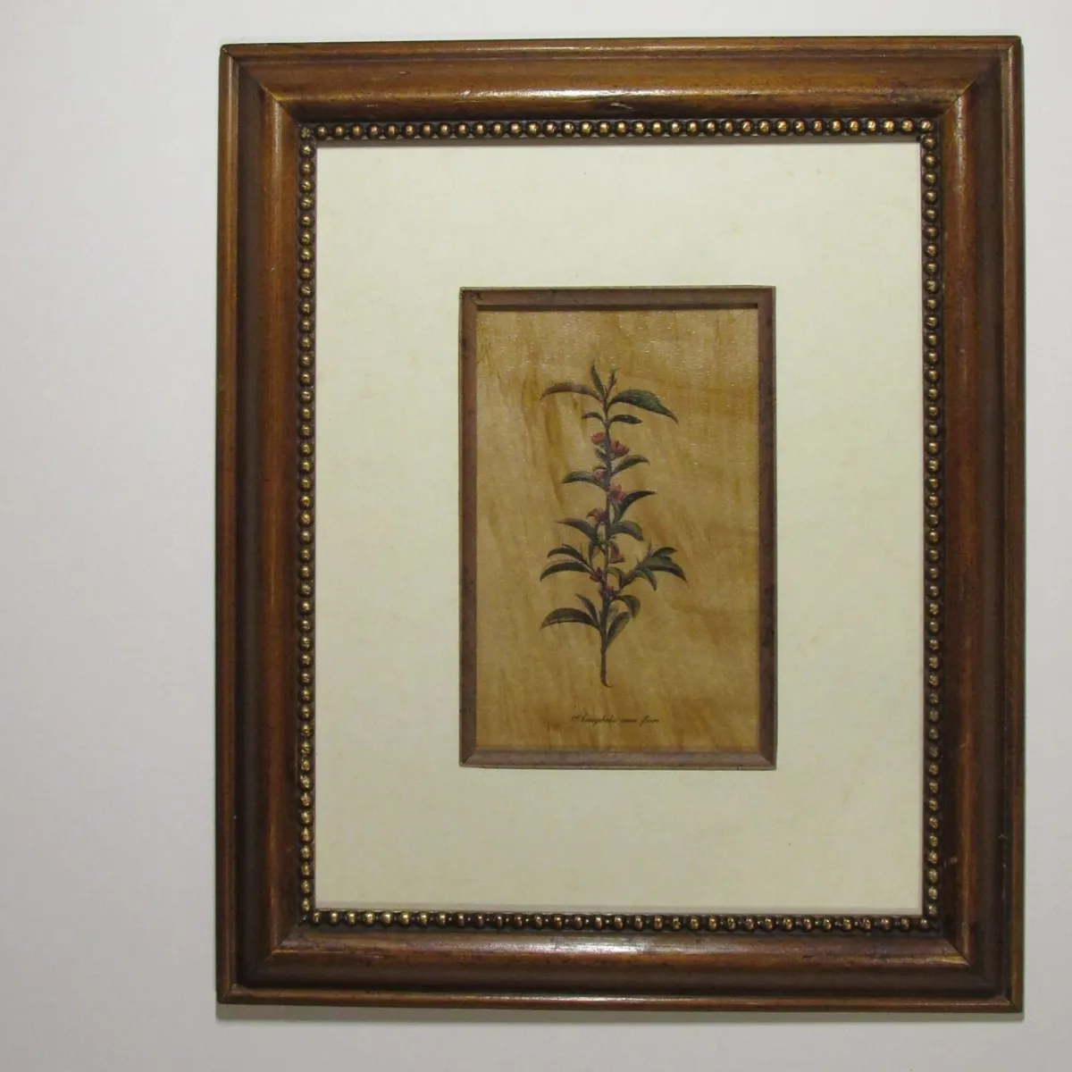 Set of 4 Botanical Framed Prints – Classic Wood - Image 4