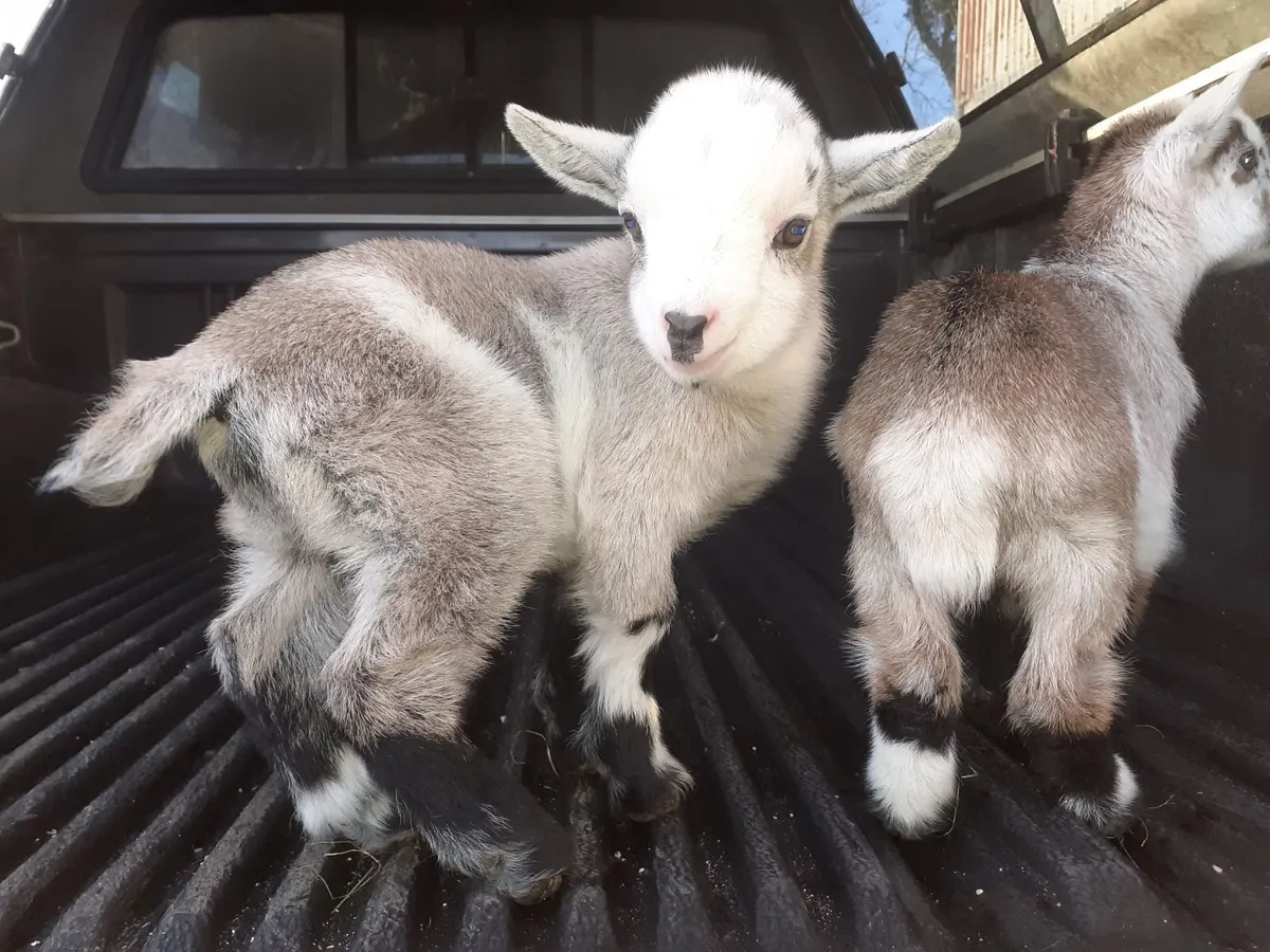 Pygmy goat - Image 1