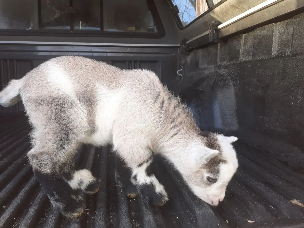 Pygmy goat - Image 2