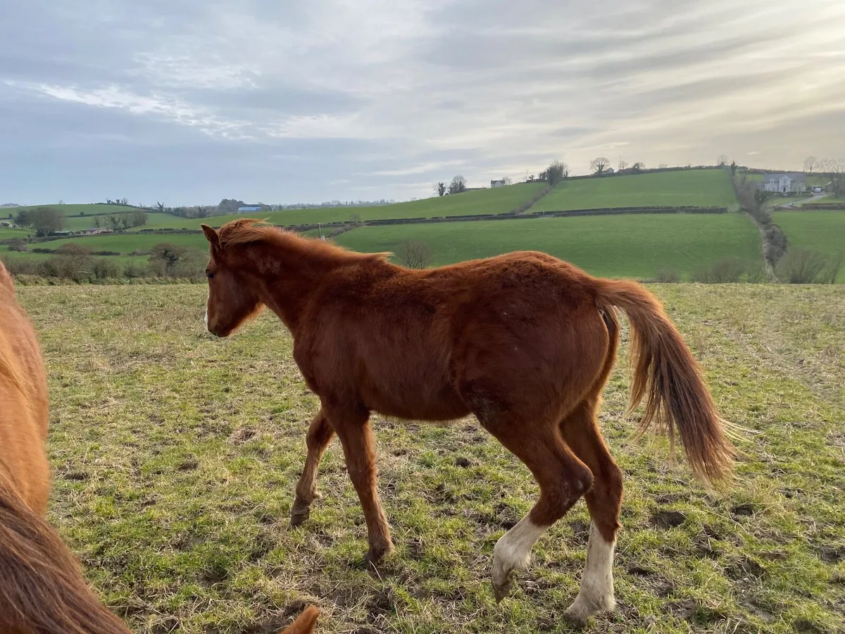 INDIAN GOLD COLT YEARLING CHESTNUTT OUT OF TB MARE - Image 2