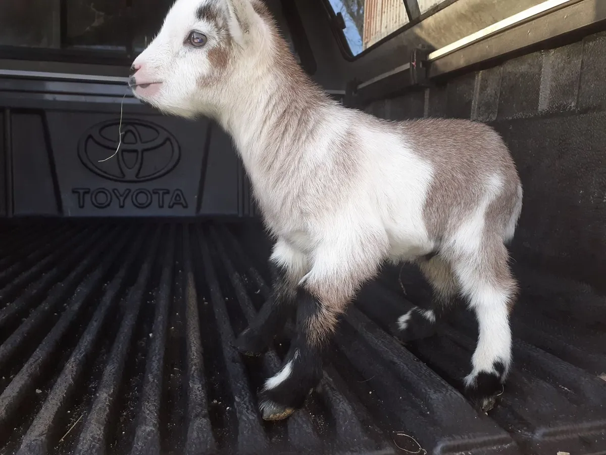 Pygmy goat - Image 4