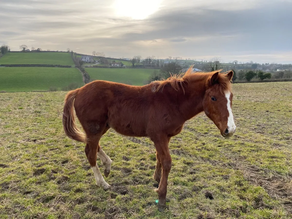 INDIAN GOLD COLT YEARLING CHESTNUTT OUT OF TB MARE - Image 4