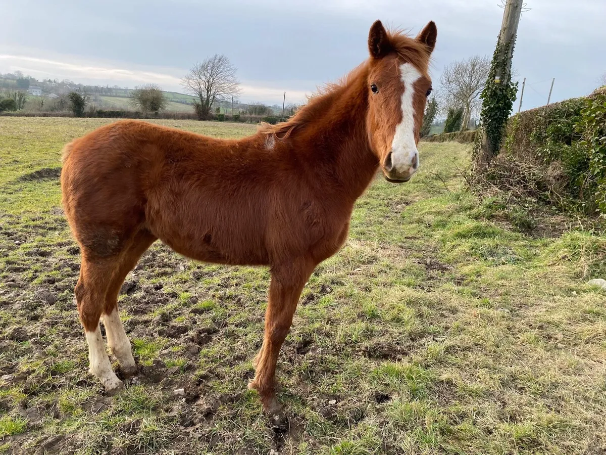 INDIAN GOLD COLT YEARLING CHESTNUTT OUT OF TB MARE - Image 1