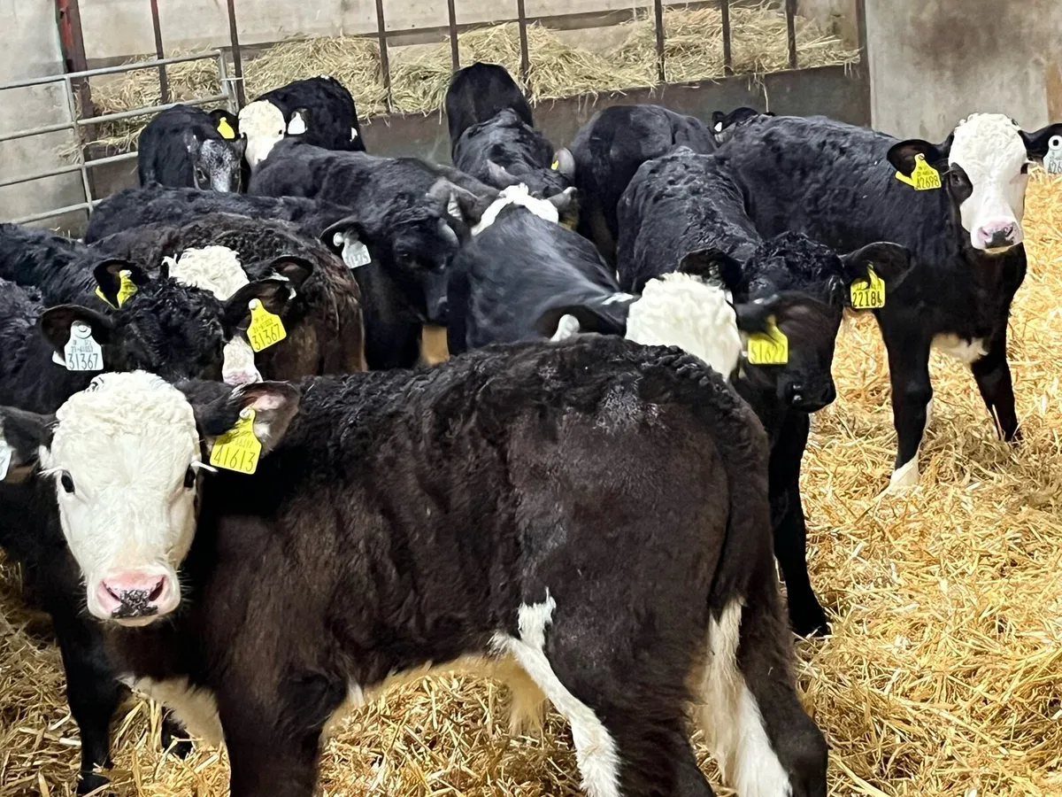 Calves For Sale - Image 2