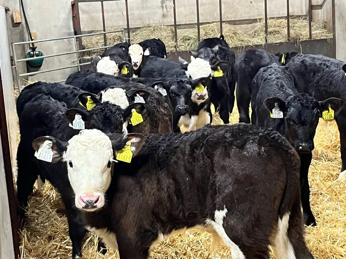 Calves For Sale - Image 4