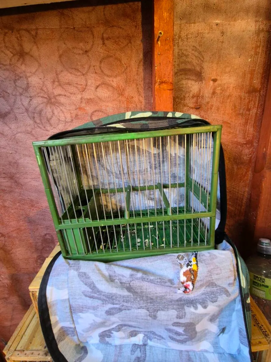 Singing birds canery x and cages - Image 3