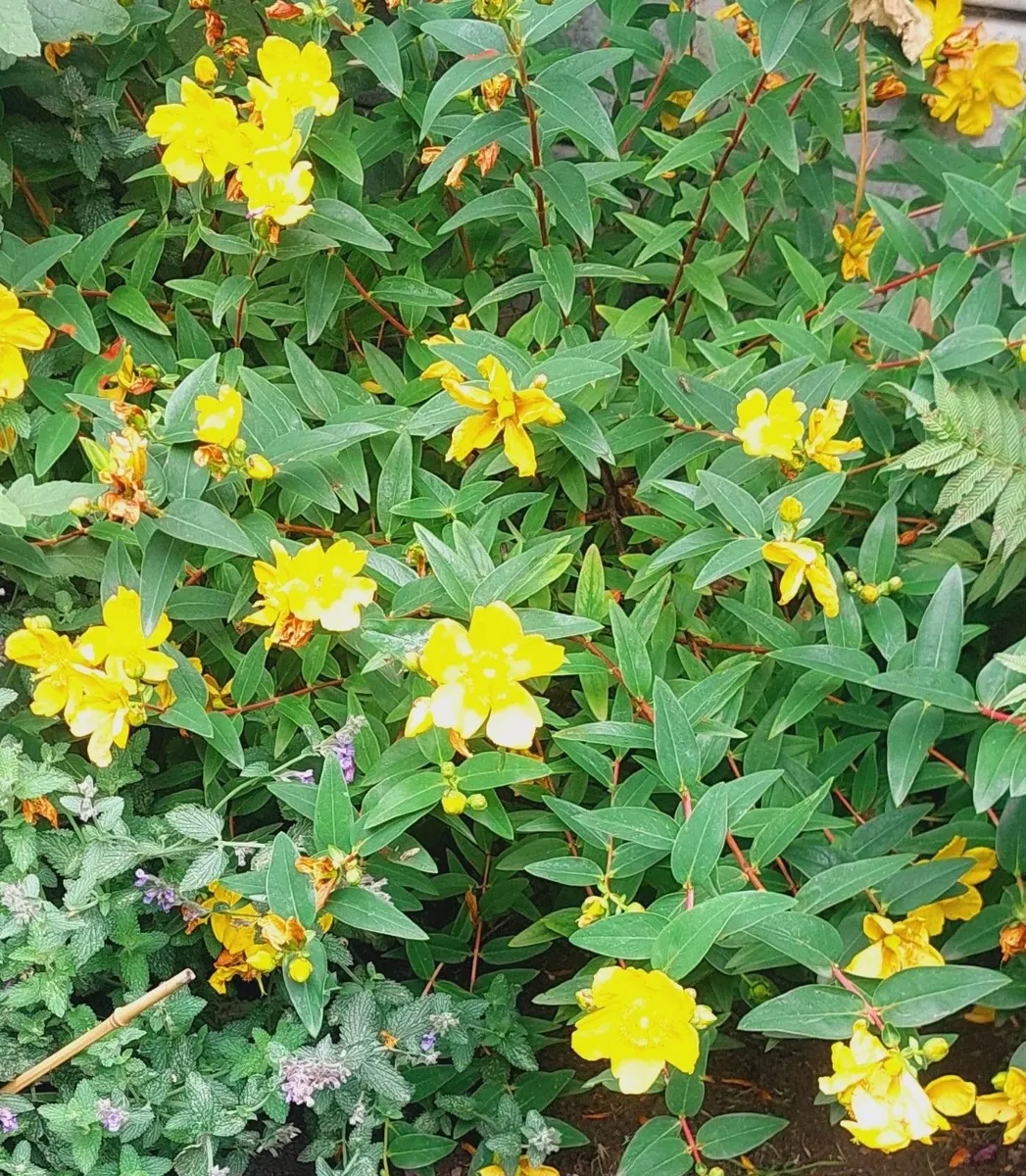 St. John's Wort 'Hidcote' - Hypericum hidcoteense - Image 1