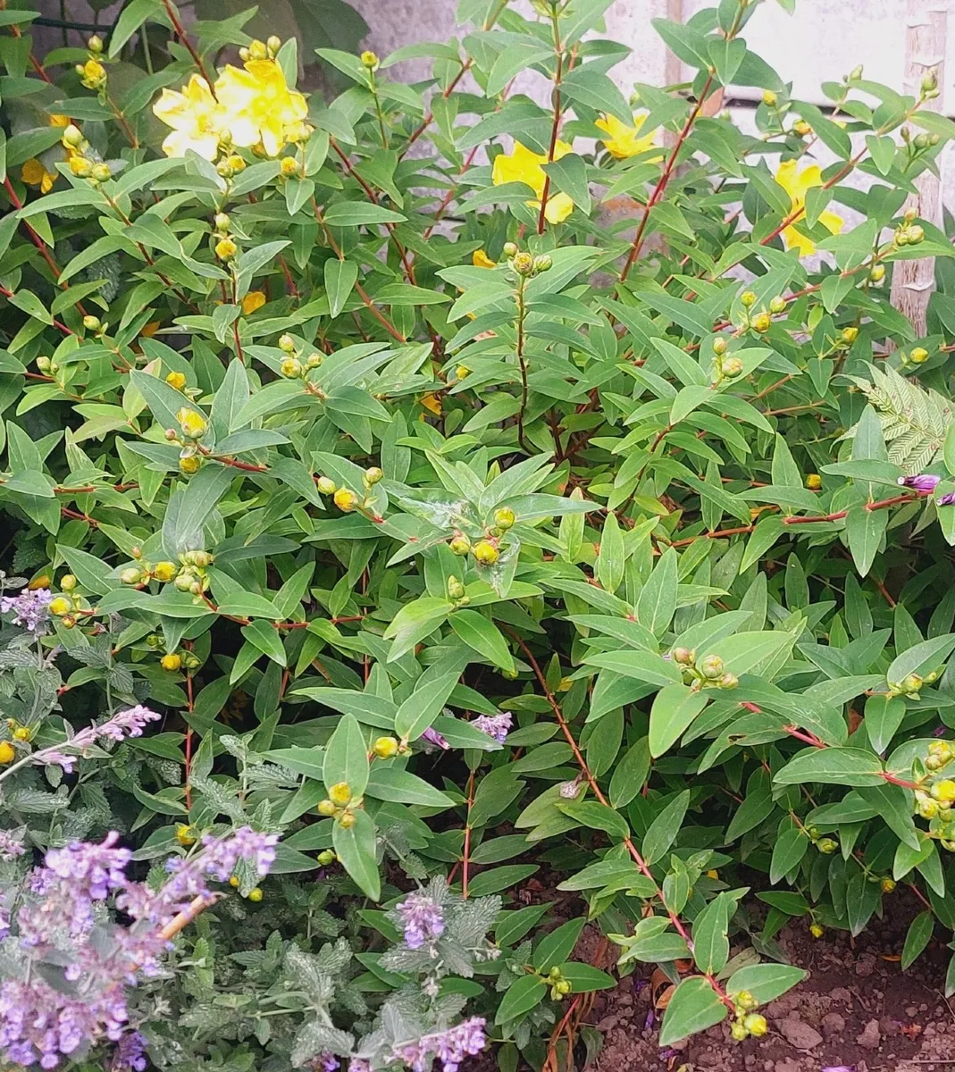 St. John's Wort 'Hidcote' - Hypericum hidcoteense - Image 2