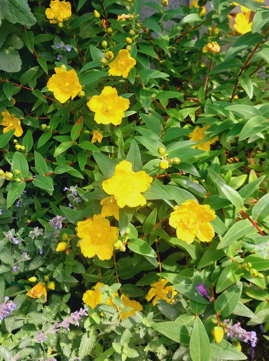 St. John's Wort 'Hidcote' - Hypericum hidcoteense - Image 3