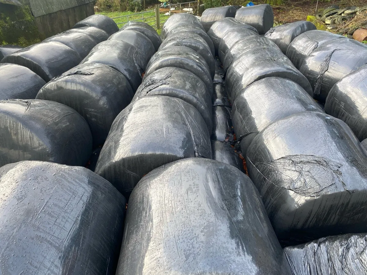 Silage bales - Image 3