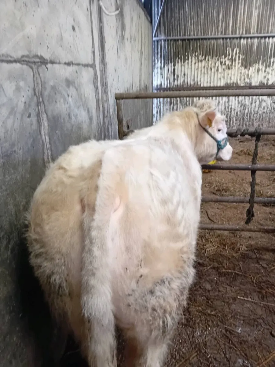 Pbr char bull - Image 3