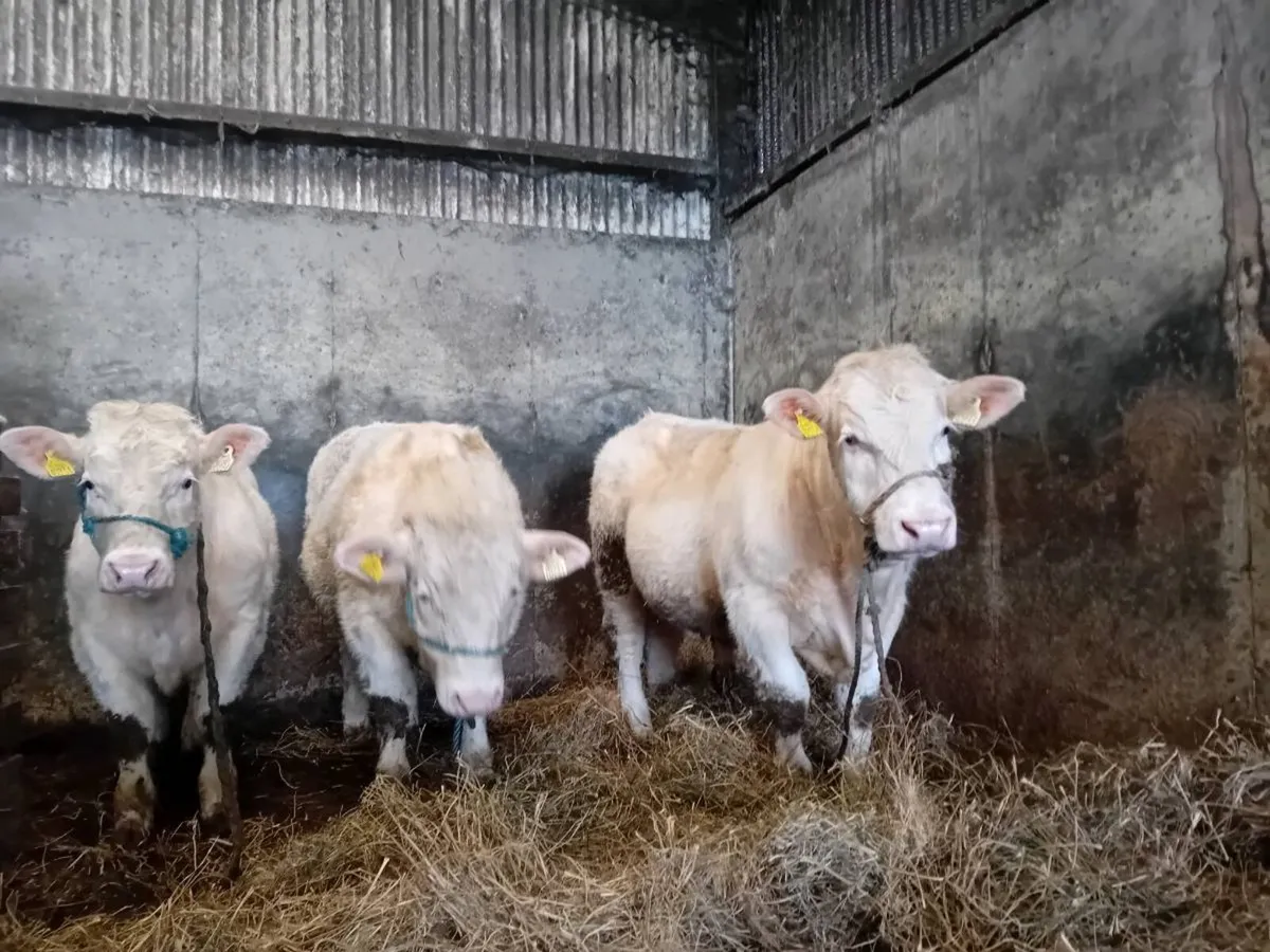 Pbr char bull - Image 4