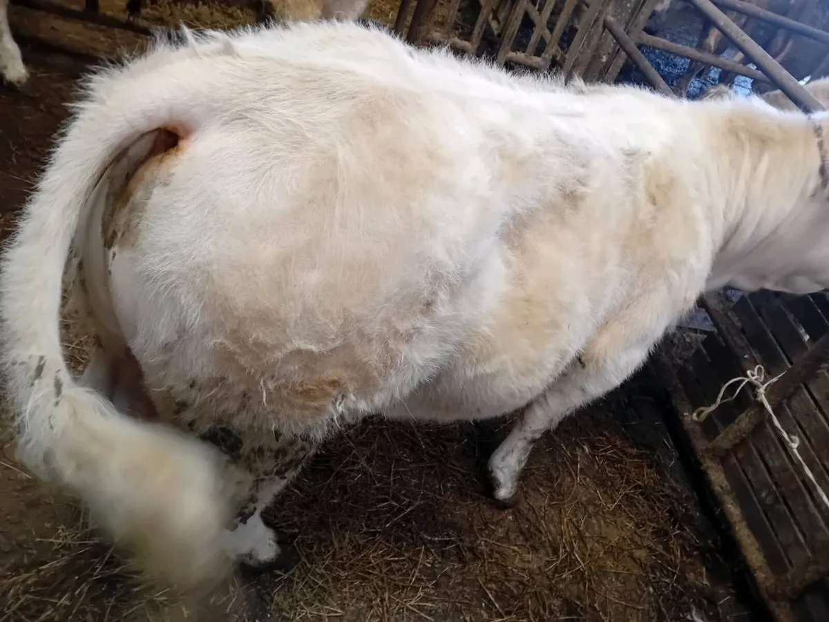 Pbr char bull - Image 3