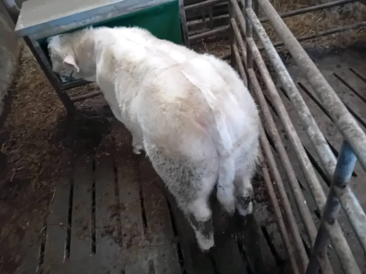 Pbr char bull - Image 1