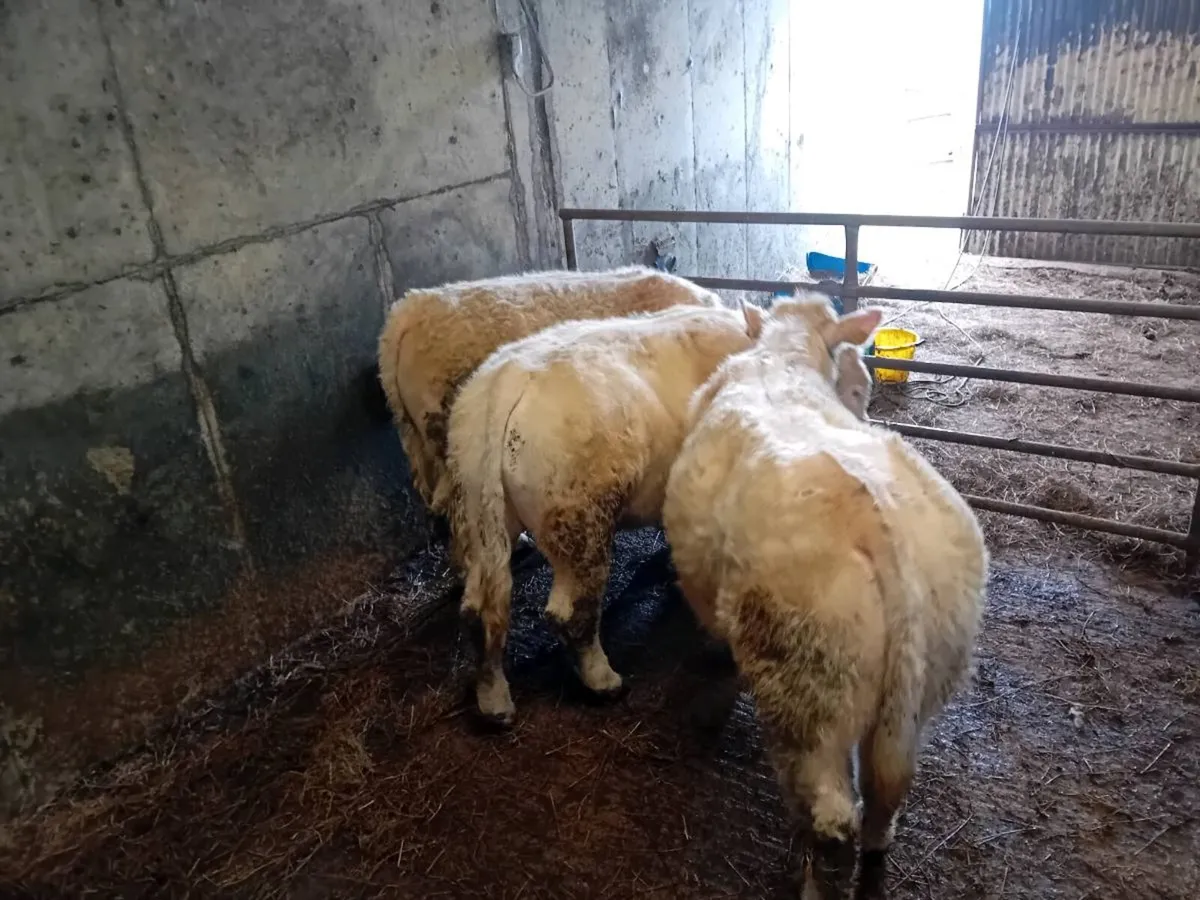 Pbr char bull - Image 2