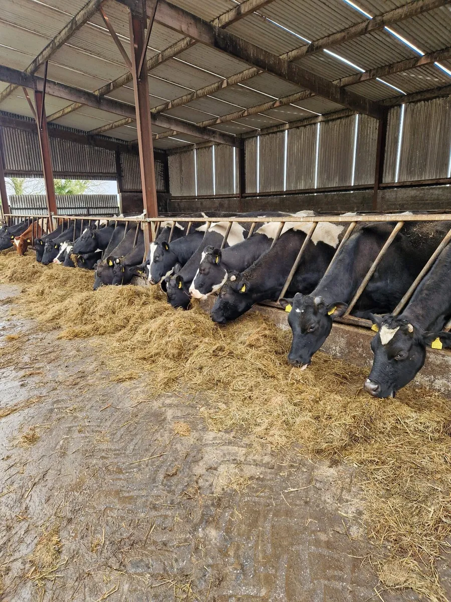 Dairy cows - Image 1