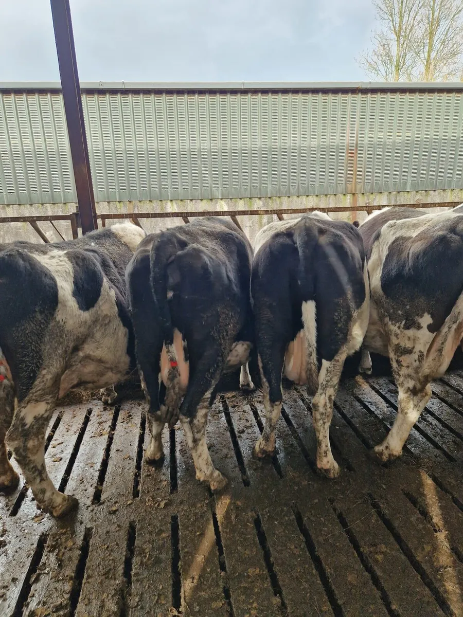 Dairy cows - Image 3