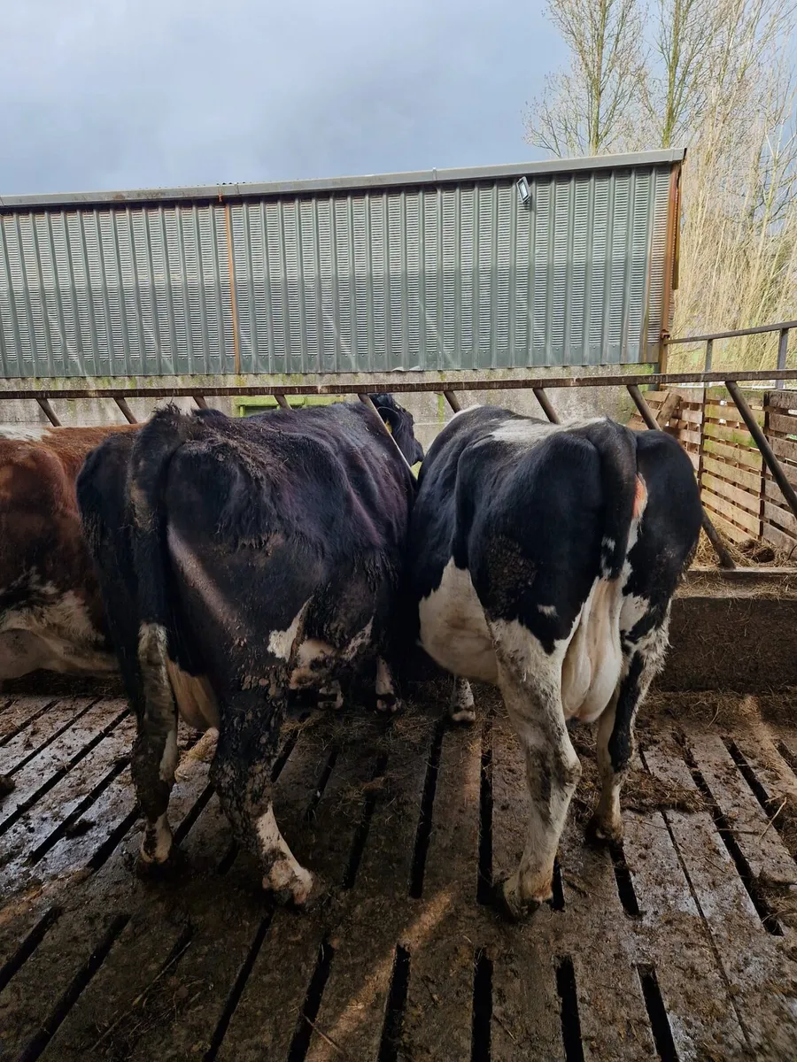 Dairy cows - Image 4