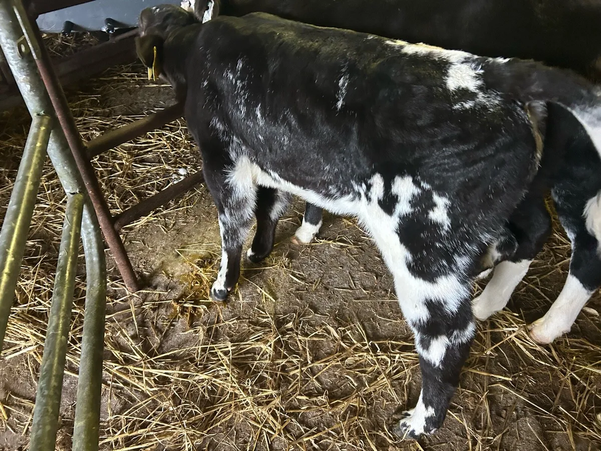 BB calves - Image 3