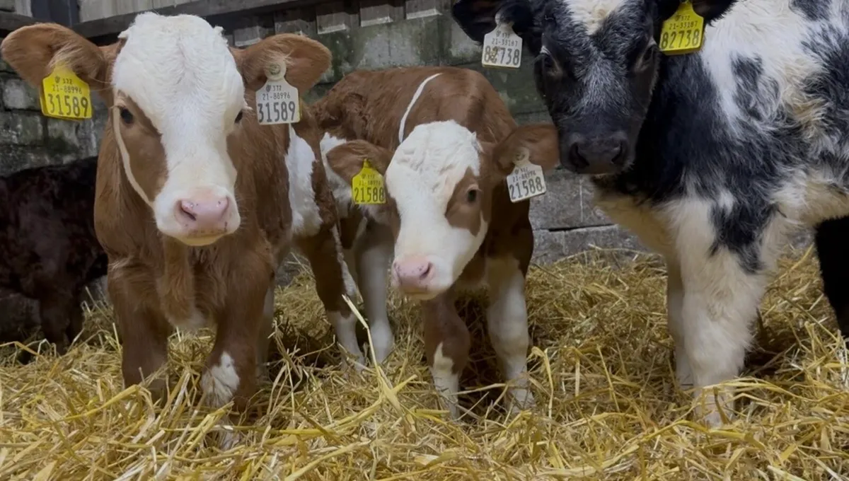 Standout AI bred bull calves - Image 1