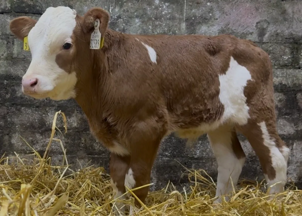 Standout AI bred bull calves - Image 2