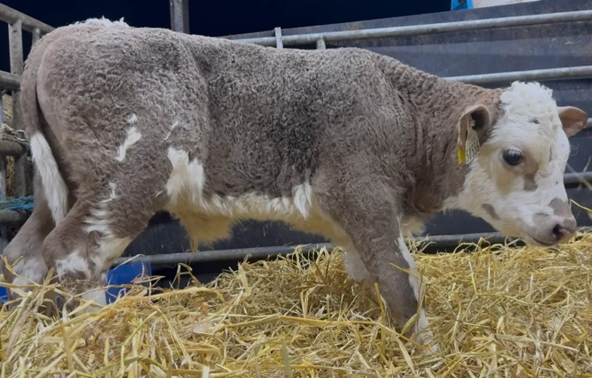 Standout AI bred bull calves - Image 4