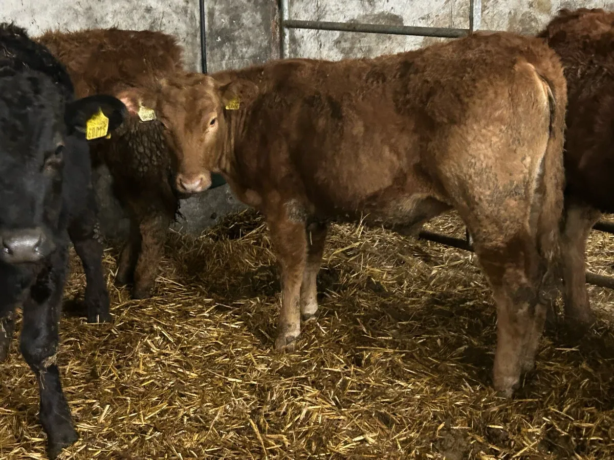 12 limousine 2025 born heifers - Image 2
