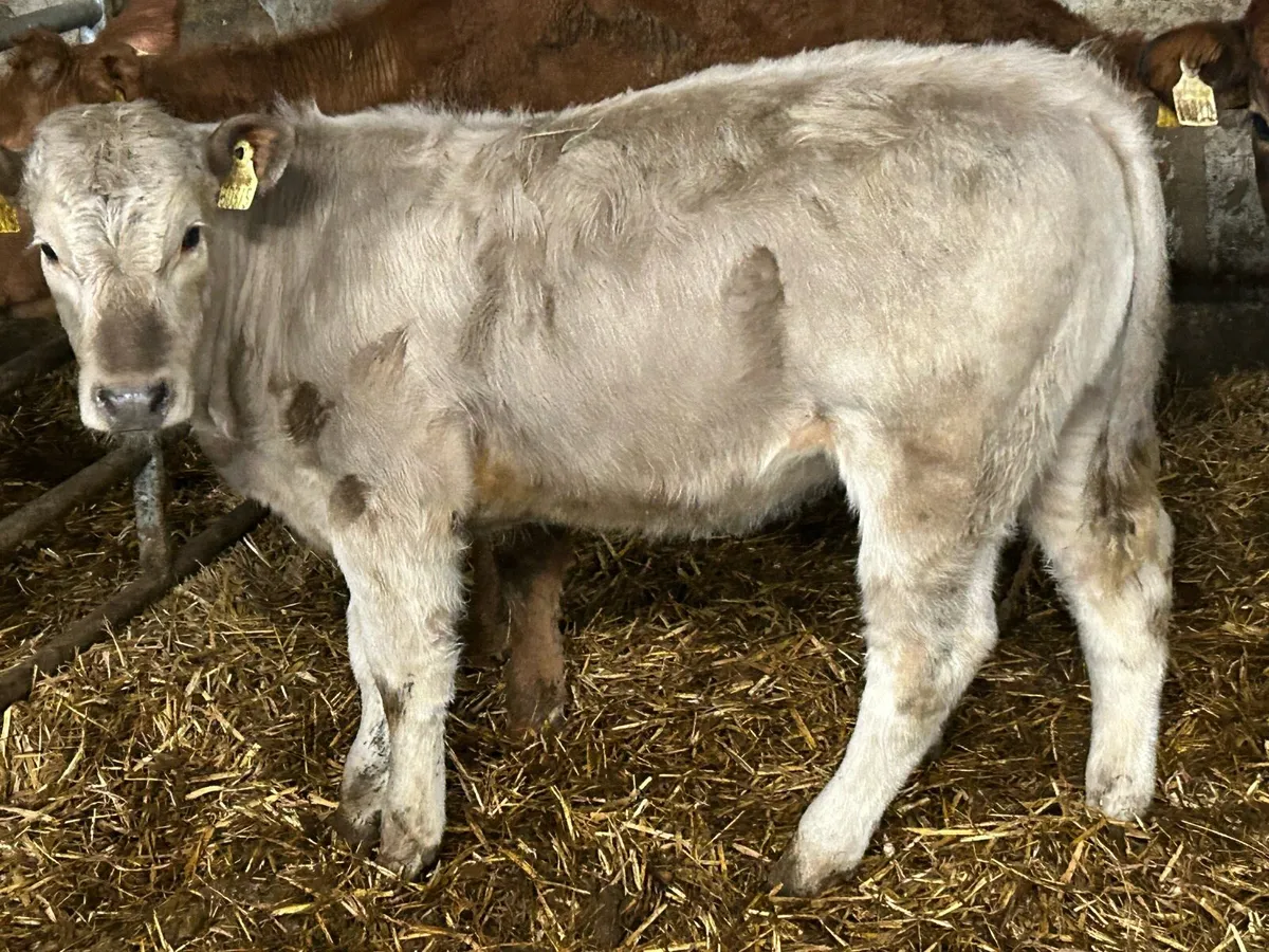 12 limousine 2025 born heifers - Image 4