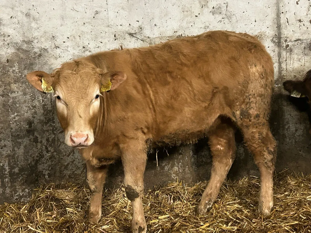 12 limousine 2025 born heifers - Image 1