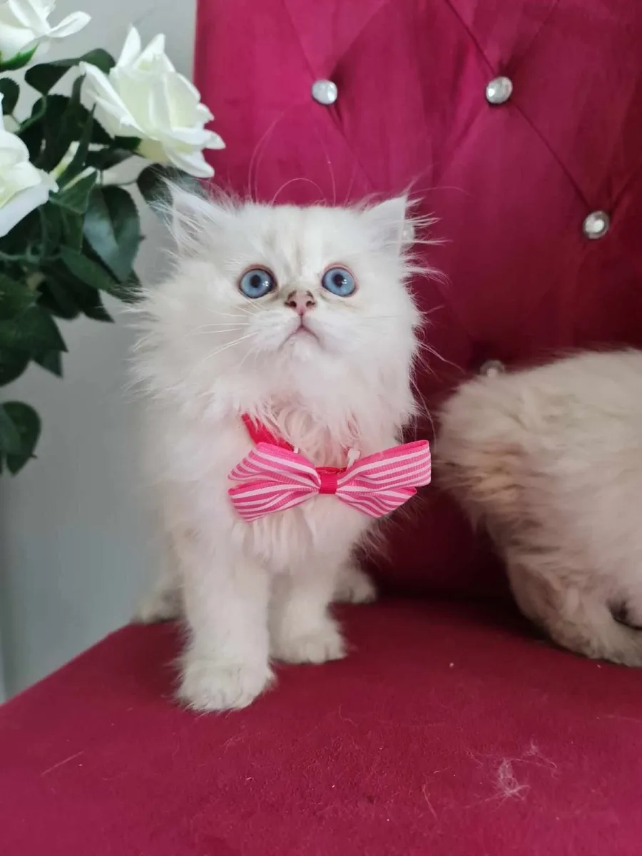 British shorthair kittens - Image 1