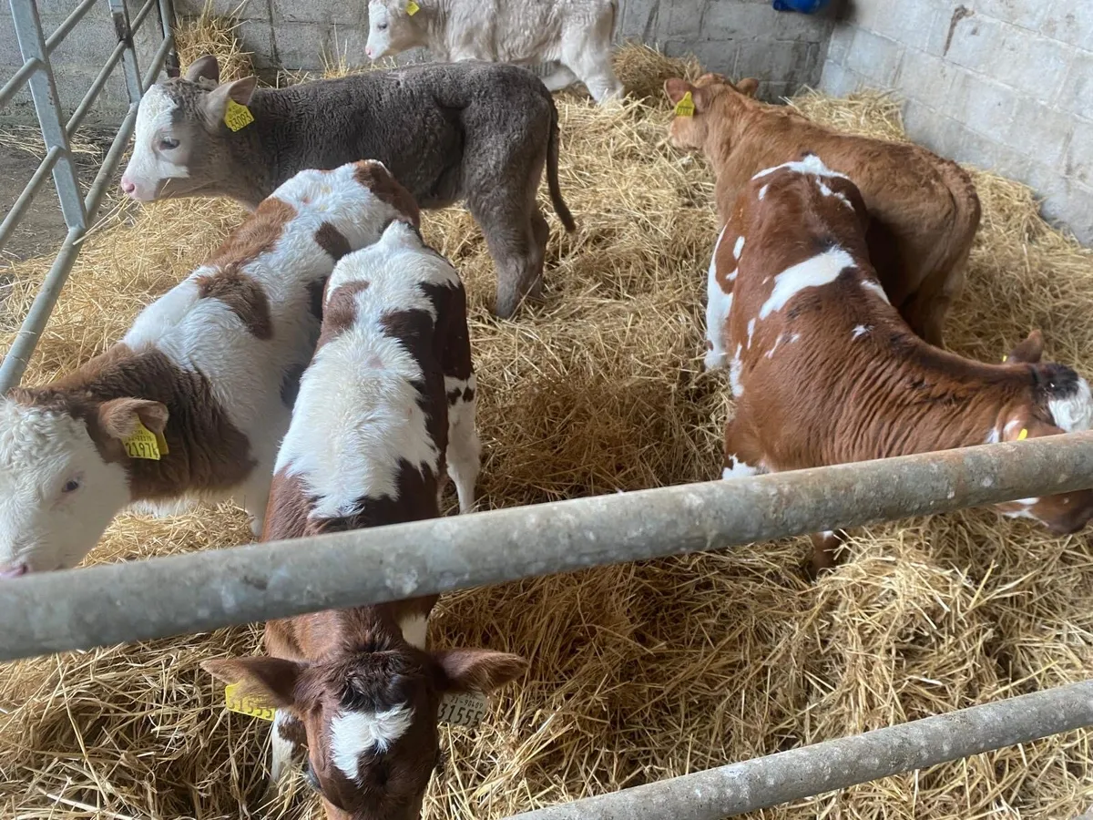 14 super heifer calves - Image 3
