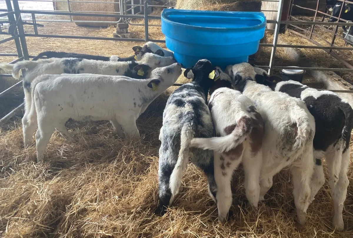 14 super heifer calves - Image 1