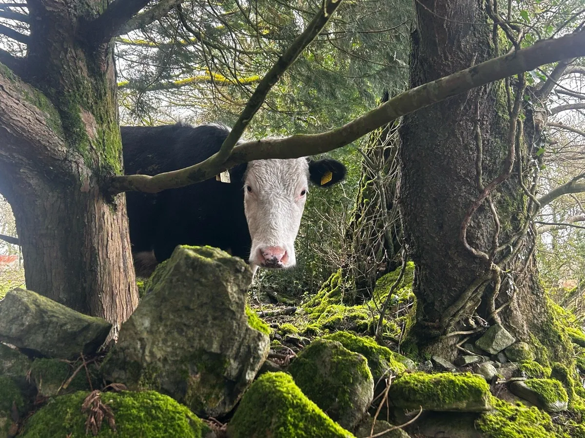 Black whithead incalf springer - Image 1