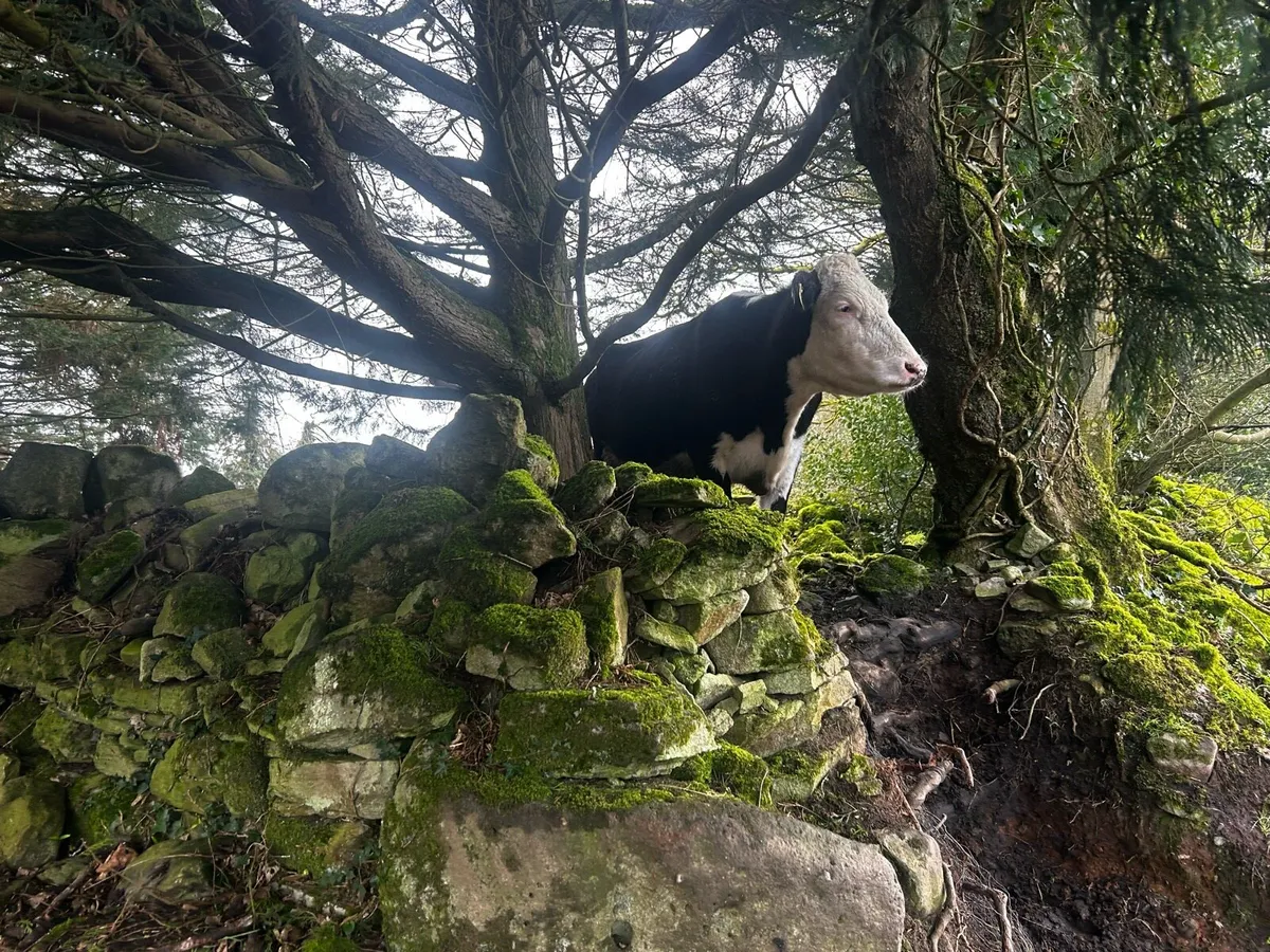 Black whithead incalf springer - Image 2