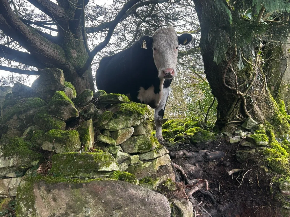 Black whithead incalf springer - Image 3