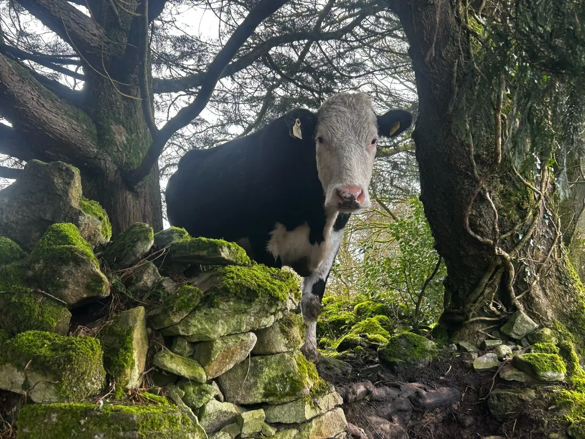 Black whithead incalf springer - Image 4