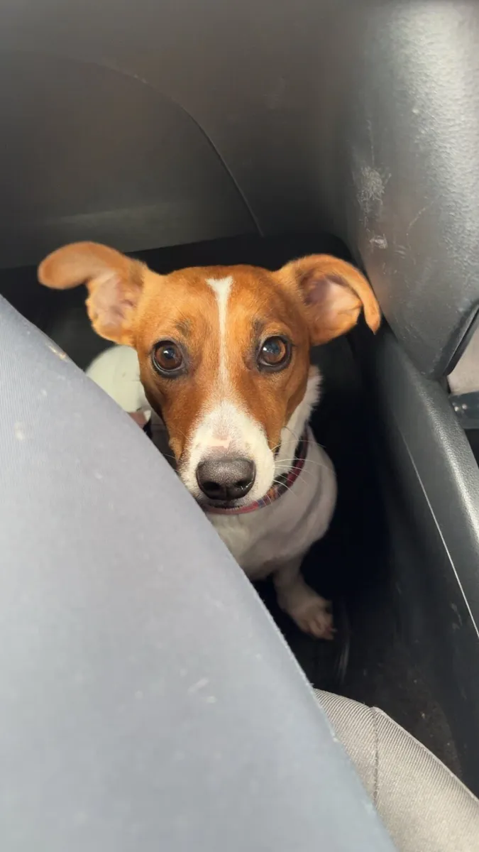 Jack russel. Not for Sale - Image 1