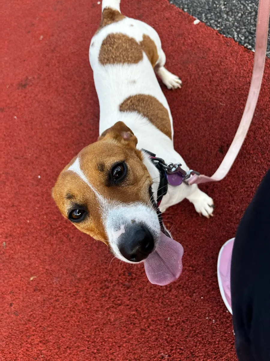 Jack russel. Not for Sale - Image 2