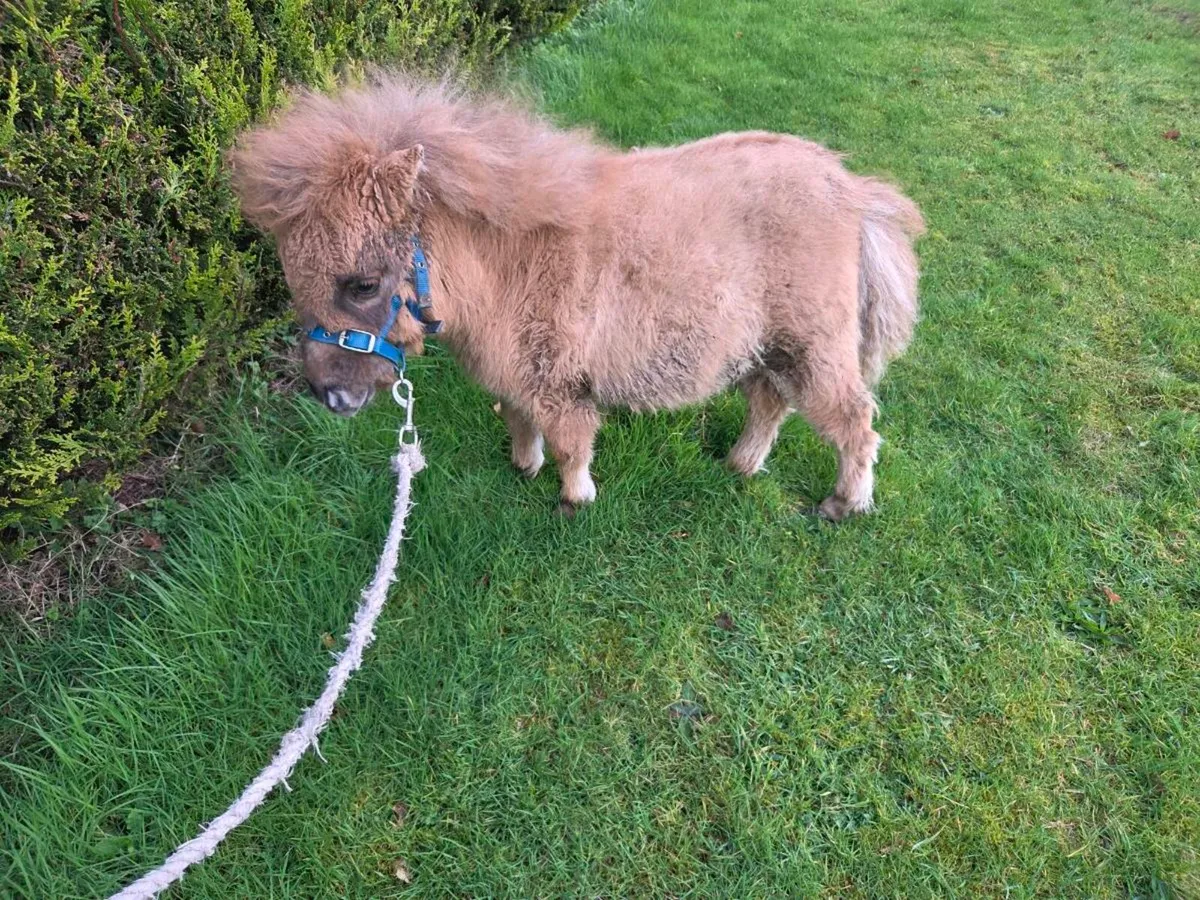 Miniature Foal - Image 3