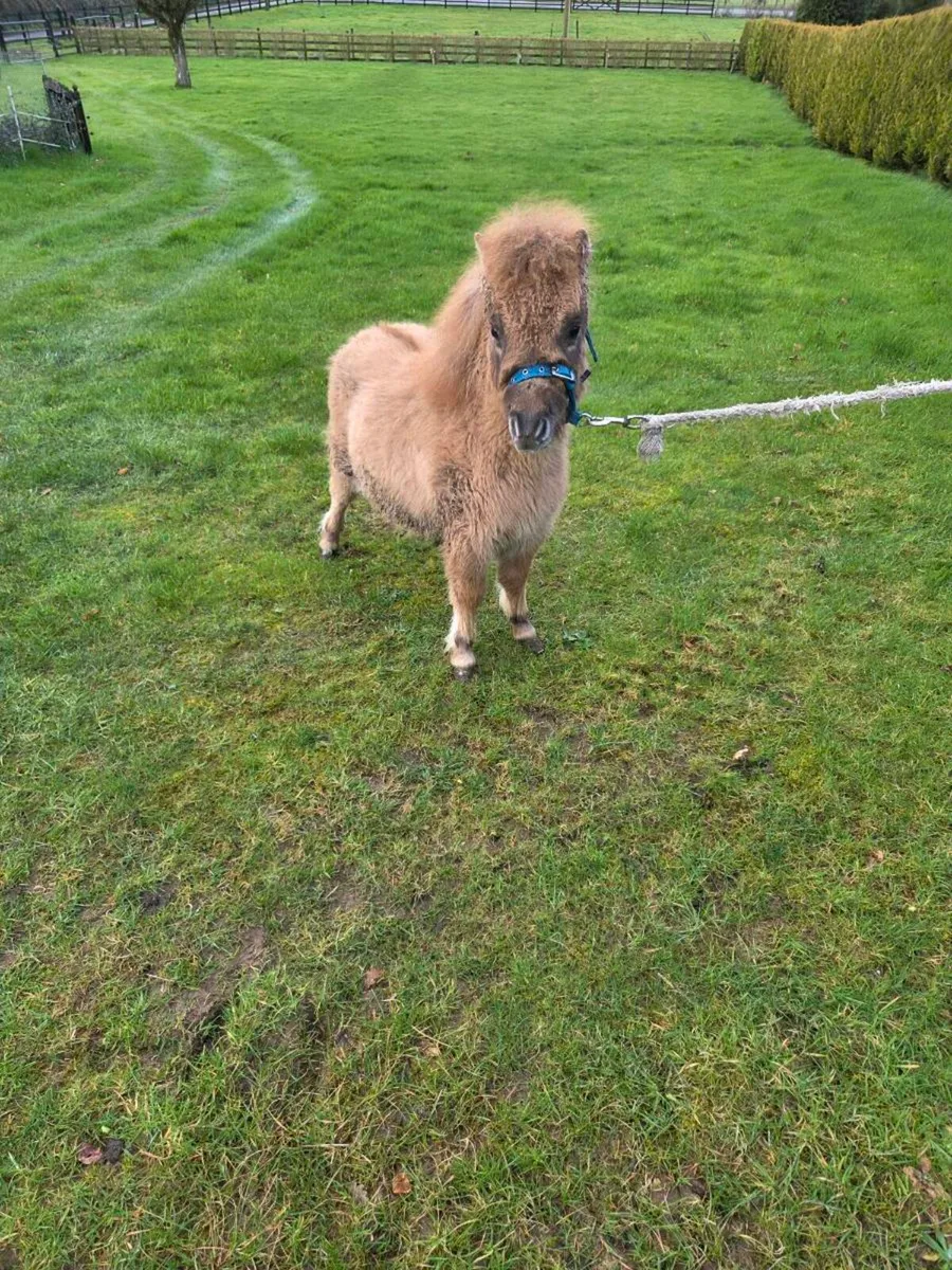 Miniature Foal - Image 4